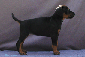 Kheta 6 weeks